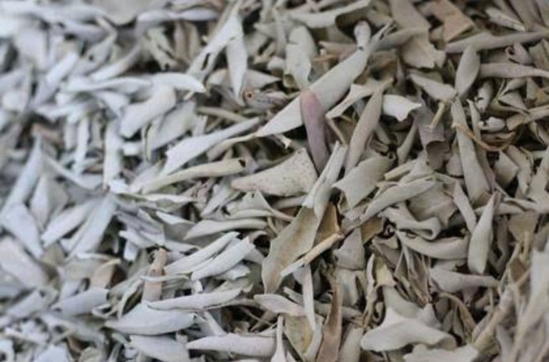 業務用価額☆無農薬アウトレットリーフホワイトセージ1KG箱入りお香浄化