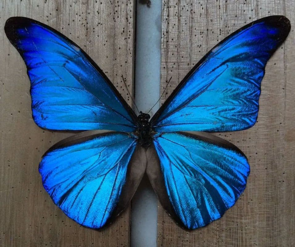 蝶標本 昆虫標本 外国産蝶標本　カキカモルフォ