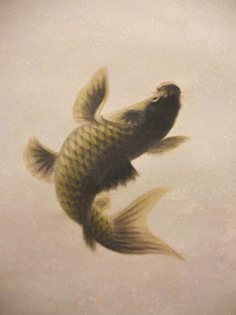 掛け軸 山谷英基 鯉 絹本 希少 軸装 茶道具 掛軸 美品 です。