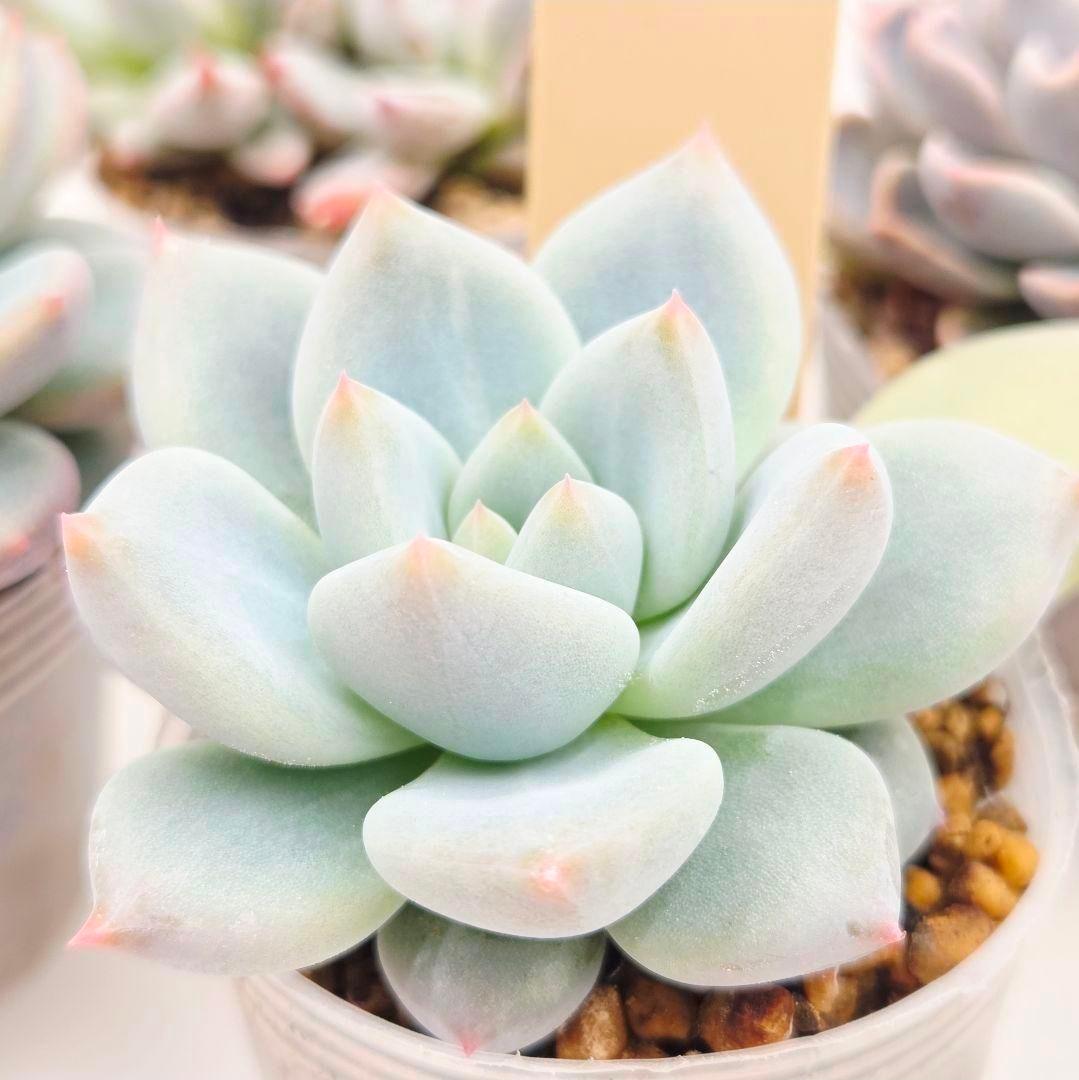 M*2様 ⑯大きめ ももホイップ❣️ミニマカロン交配❣️恋交配❣️発根済6苗メル