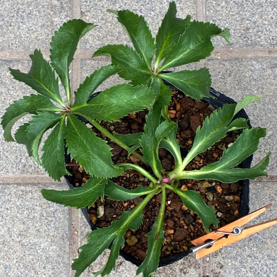 ま*い様 3406☘️蕾付き☘️超レア☘️唯一無二☘️⭐️ツヤツヤ赤⭐️クッキリ