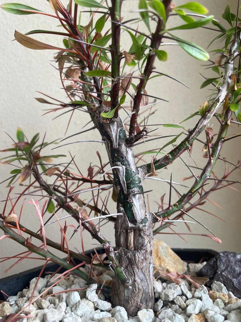 国内実生株　プルプシー　挿し木株