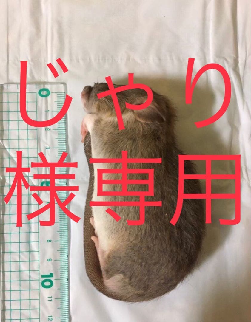 冷凍ADLL50 PM20 F50