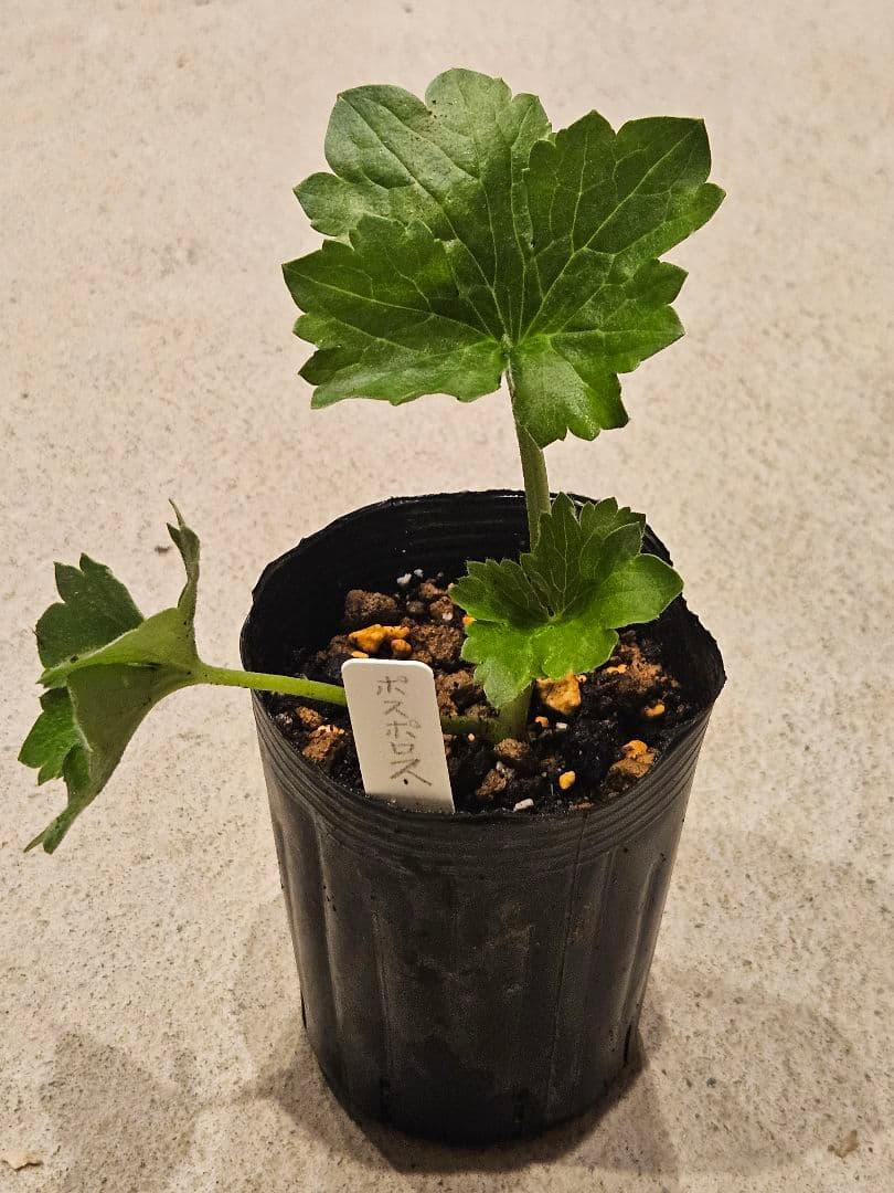 ラナンキュラスラックス　セット☆☆