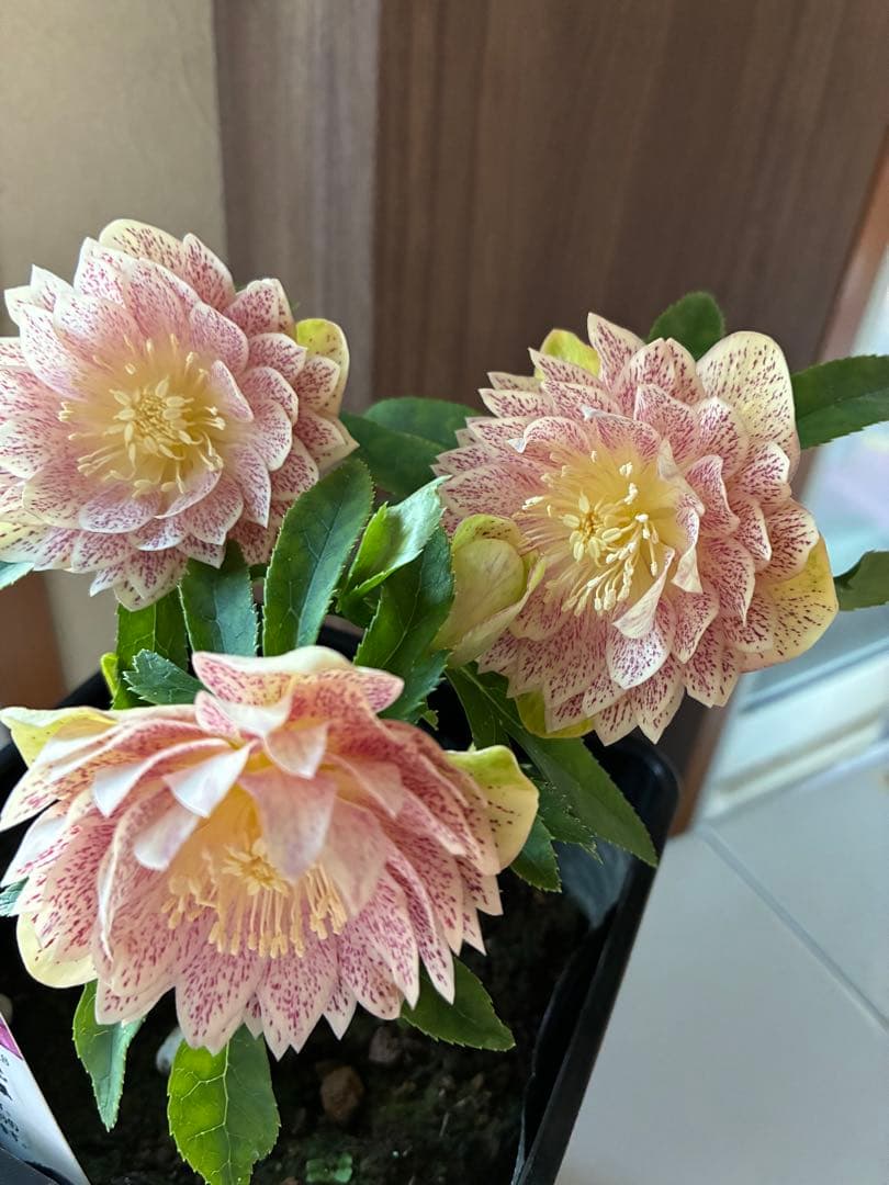 ♡野田園芸♡ フルミストゴールド