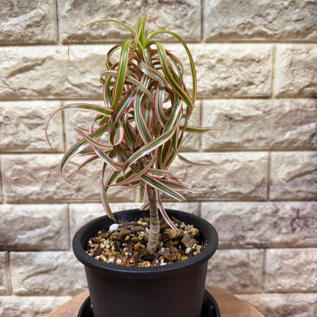 希少　ドラセナ　キュンティ　カール強　4号鉢