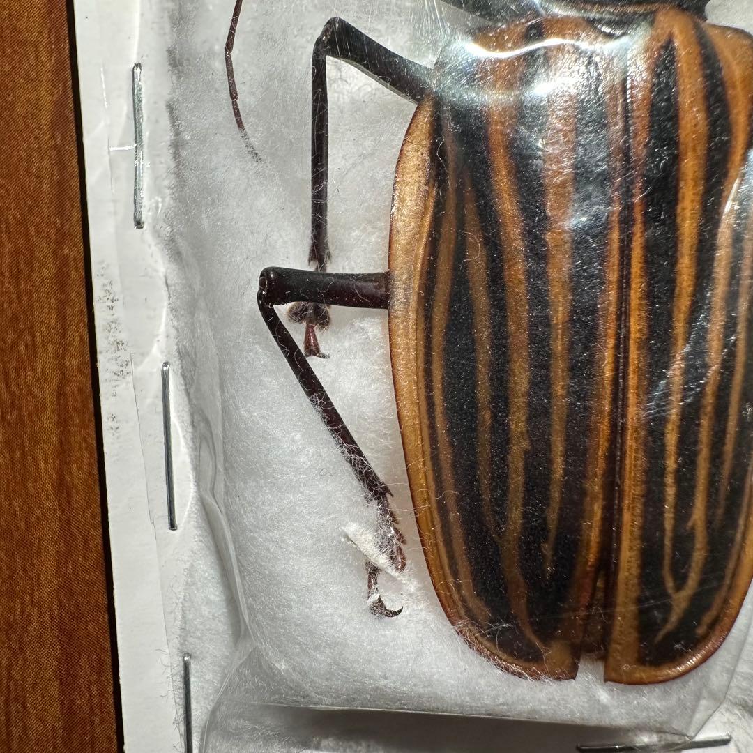 カストロオオキバウスバカミキリ　85mm