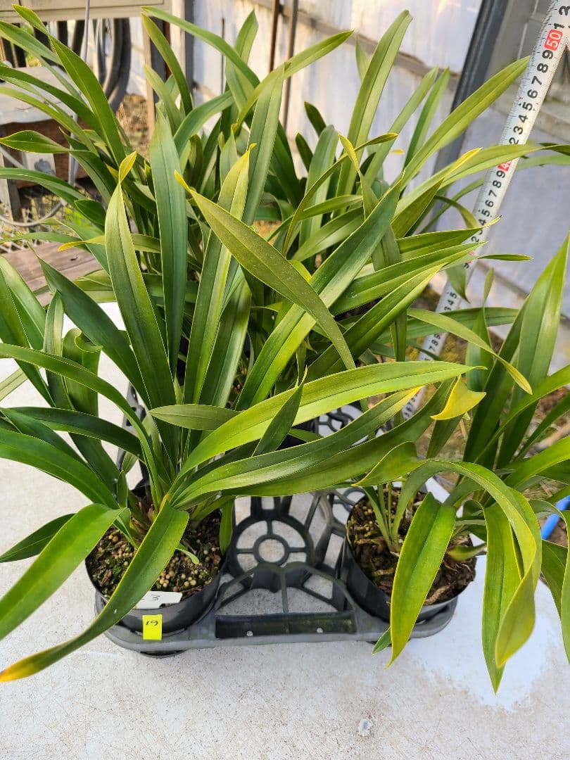 4寸。ミスマフェット。花芽合計19個。5鉢セット。蜜蜂誘引蘭。日本蜜蜂