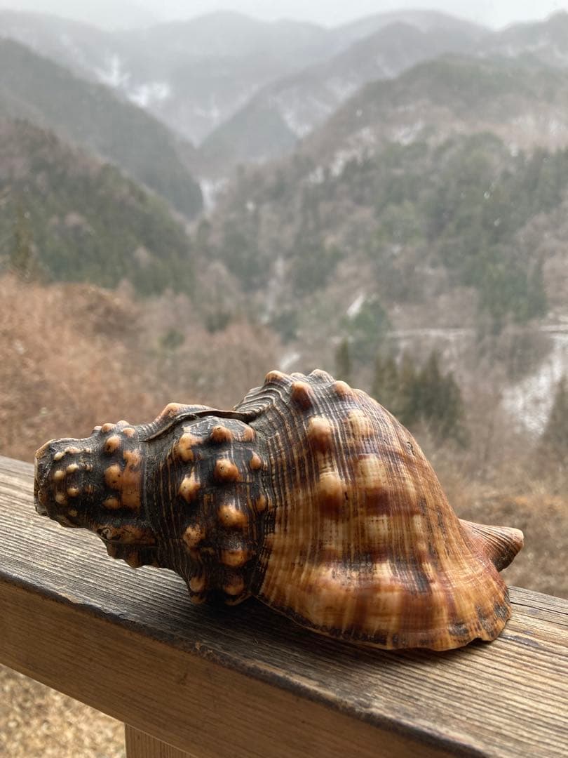 法螺貝　山伏　魔除け　戦前