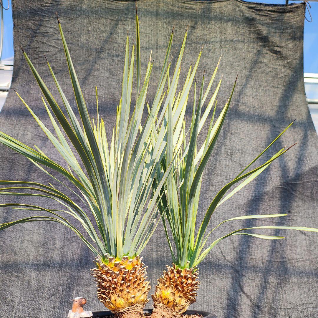 ロストラータ Hyb だぶるへっど