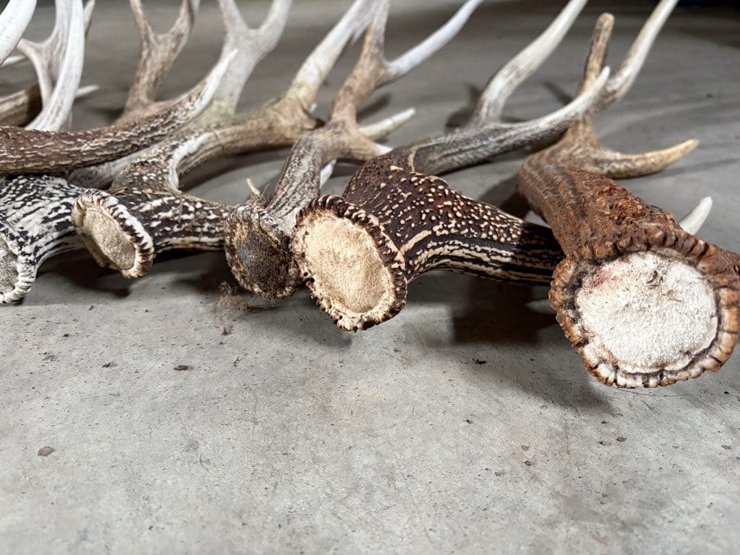 No.2 鹿の角　蝦夷鹿の角　シカツノ　まとめ売り　16本