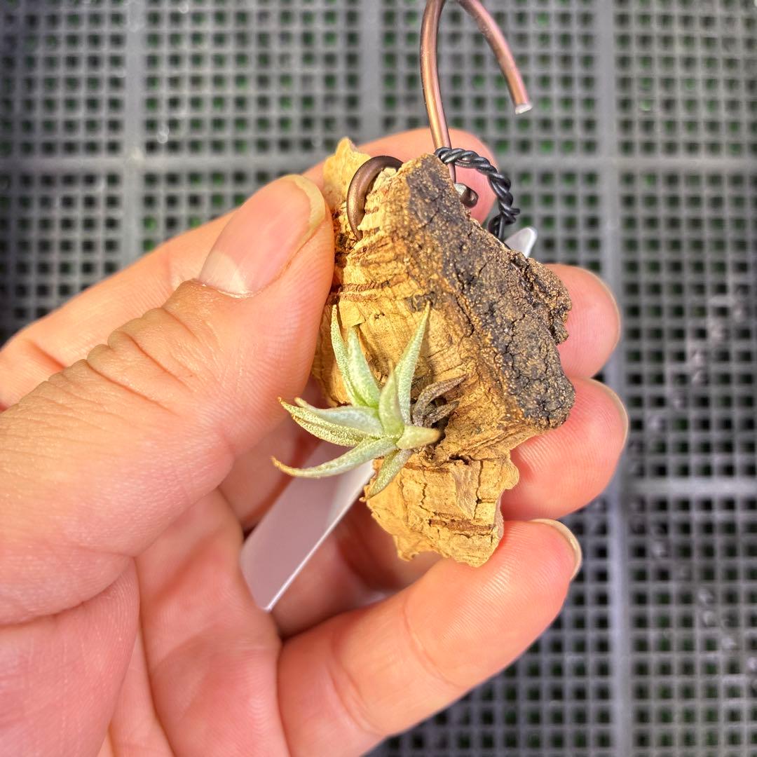 Tillandsia brealitoensis 確認用