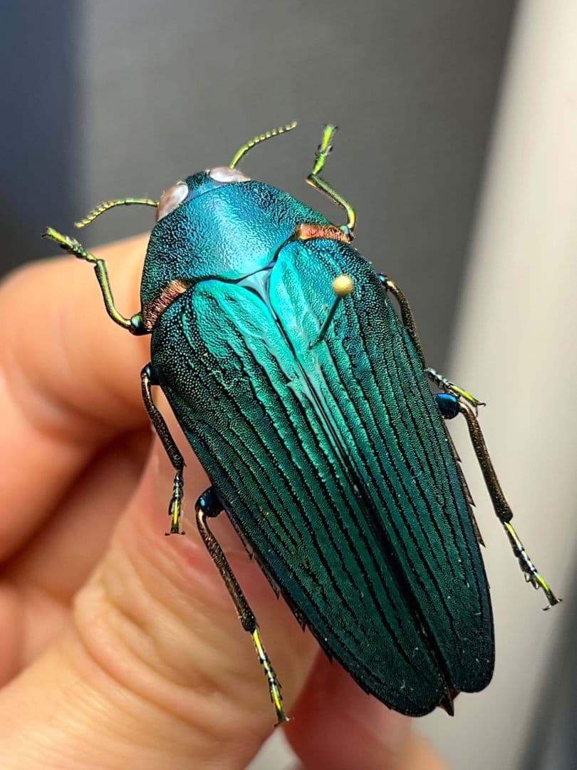 【極美碧】レスプレンデンスオウサマカドアカタマムシ 昆虫標本 スハンダエ