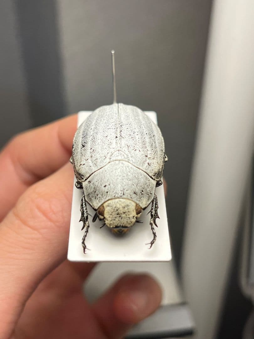 【38mm】マッシロコガネ Cyphochi昆虫標本 プラチナコガネ