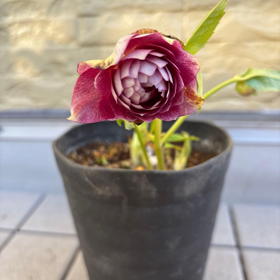 広瀬園芸　ピンクボカシオーレアバイカラー　クリスマスローズ　開花株　匿名発送