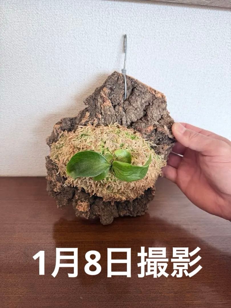 P. hillii 'Dragon Scale' ③子株ビカクシダ