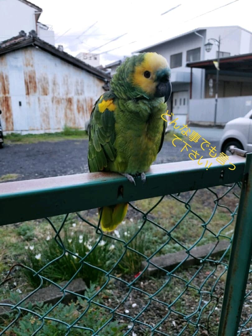 オウムスタンド&インコスタンド&止まり木