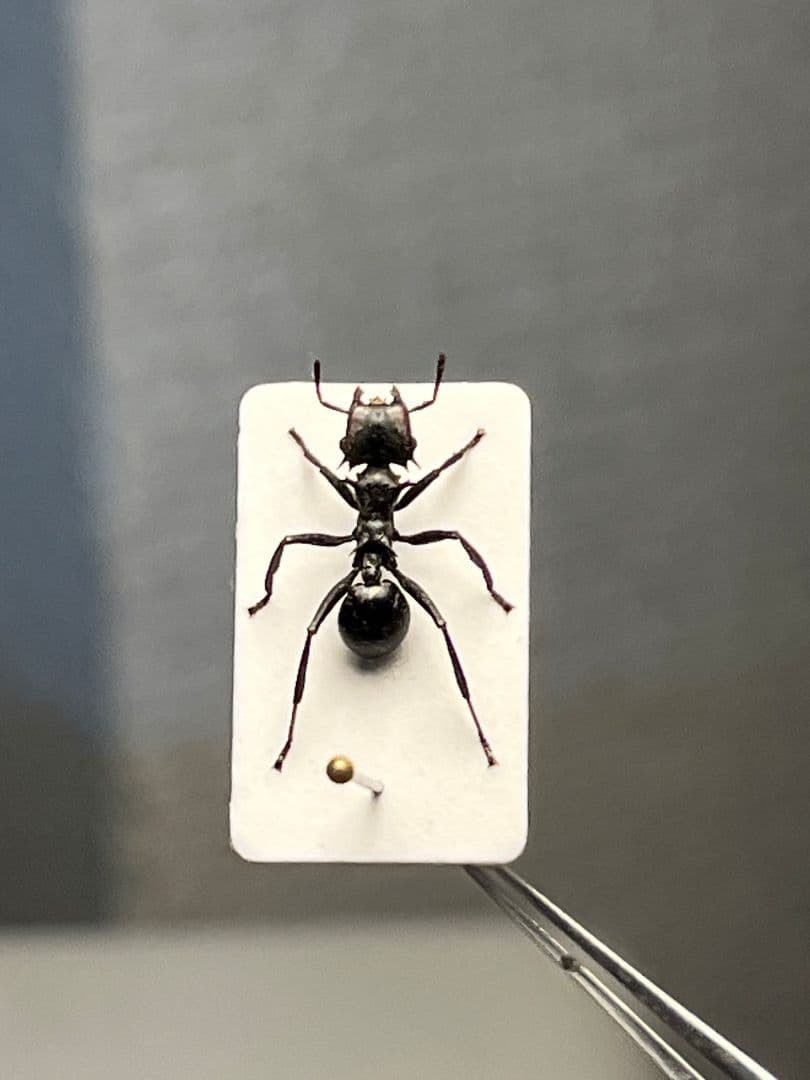 【9mm】ナベブタアリの一種 標本 クロオオアリグンタイアリ 標本 パラポネラ