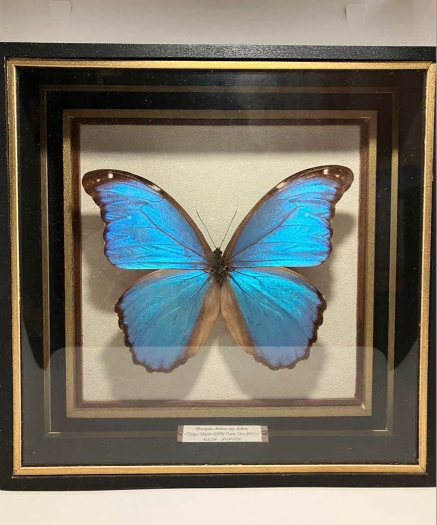 モルフォ蝶　標本　巨大
