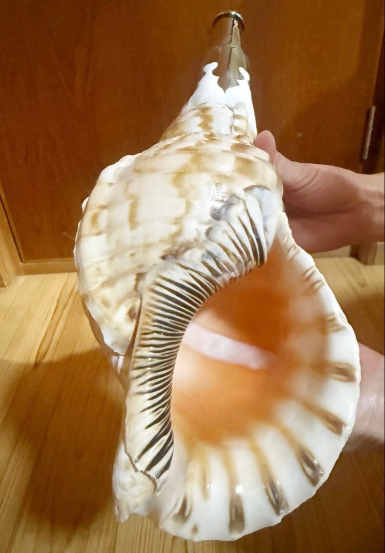 肉厚修験道法螺貝　山伏　密教　熊よけ　魔除け❣️ホラガイ　ほら貝