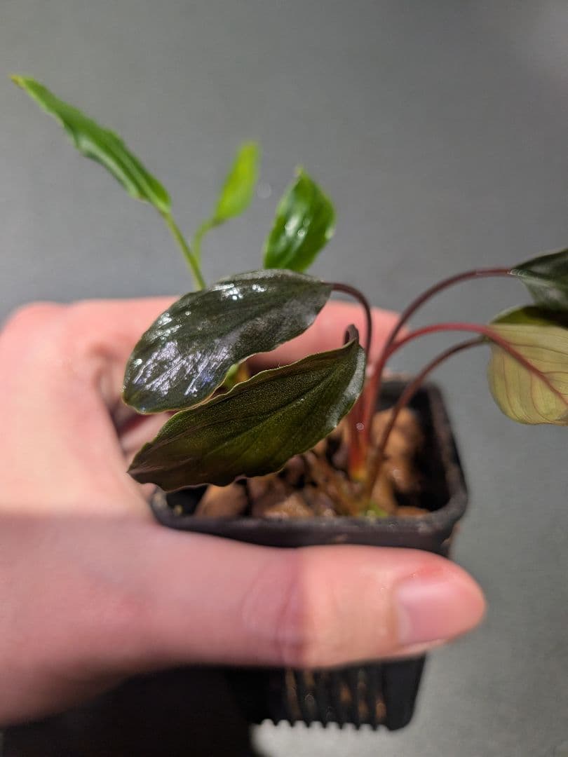 Homalomena aff. vitifolius 赤備 若蛙手