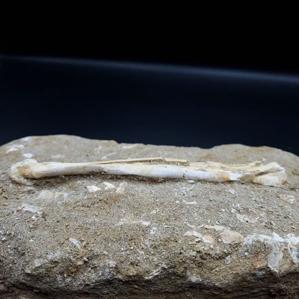 希少 アルシオーネ 骨 化石 本物 モロッコ産 188.43mm yk4