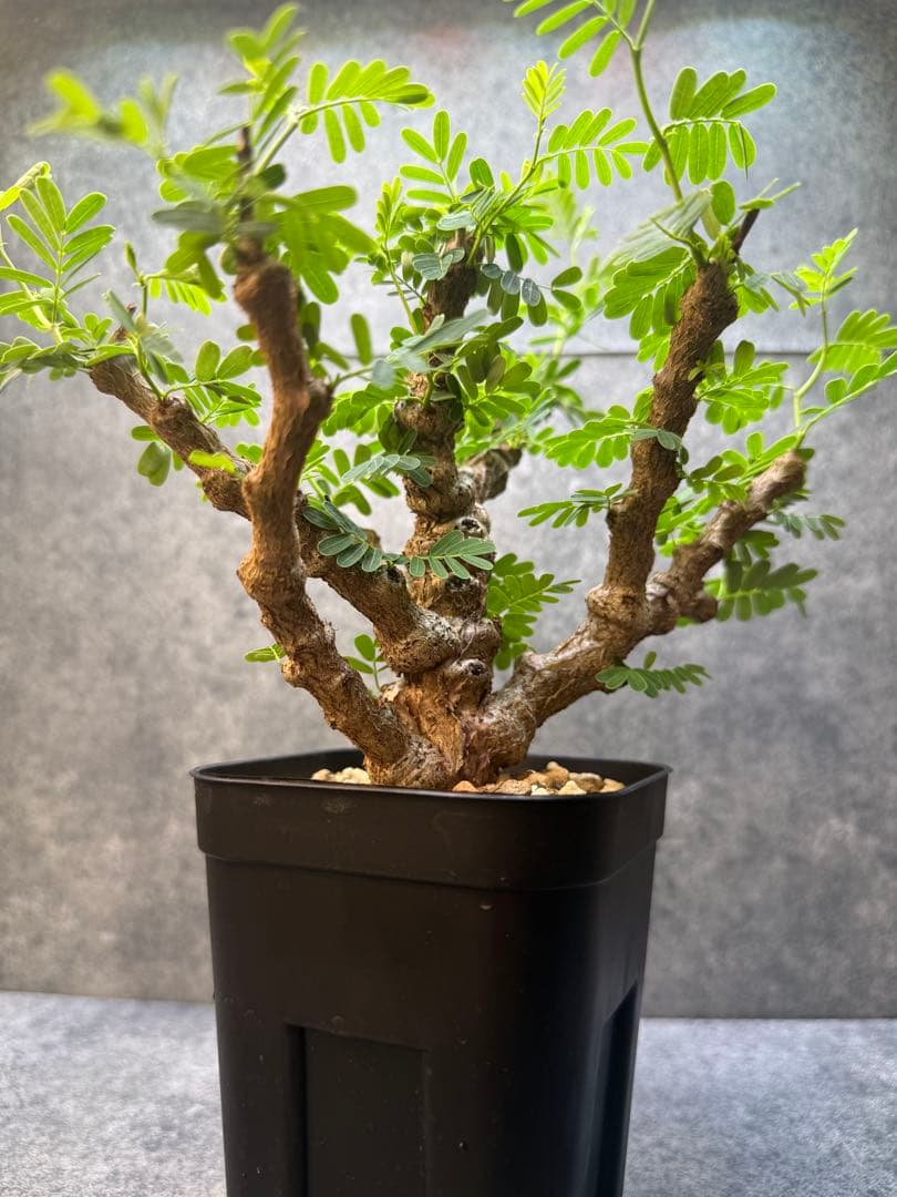 センナ　メリディオナリス　海外実生　発根済み　428