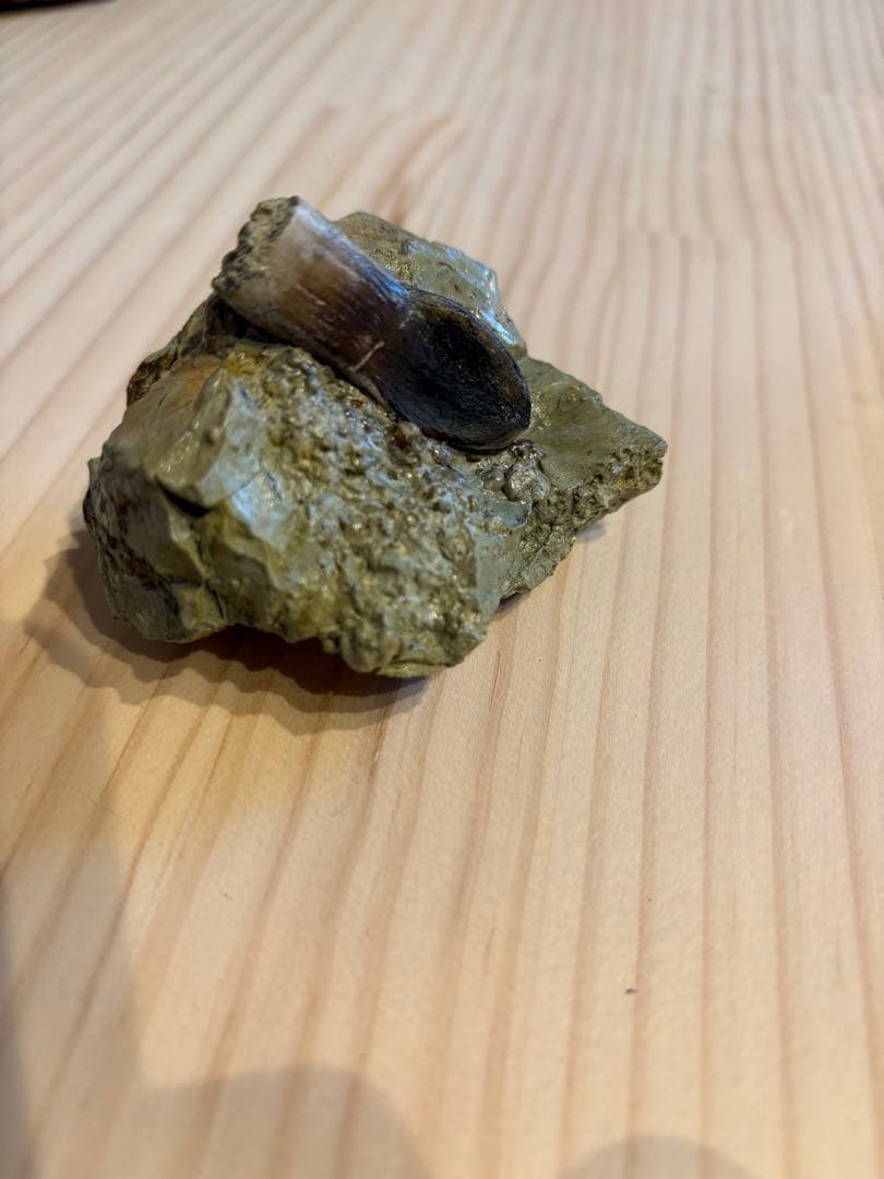 アトラサウルス　歯　化石　恐竜