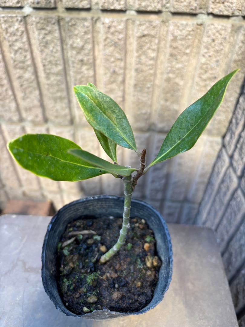 G*n様 タイサンボク　リトルジェム　3.5号ポット苗