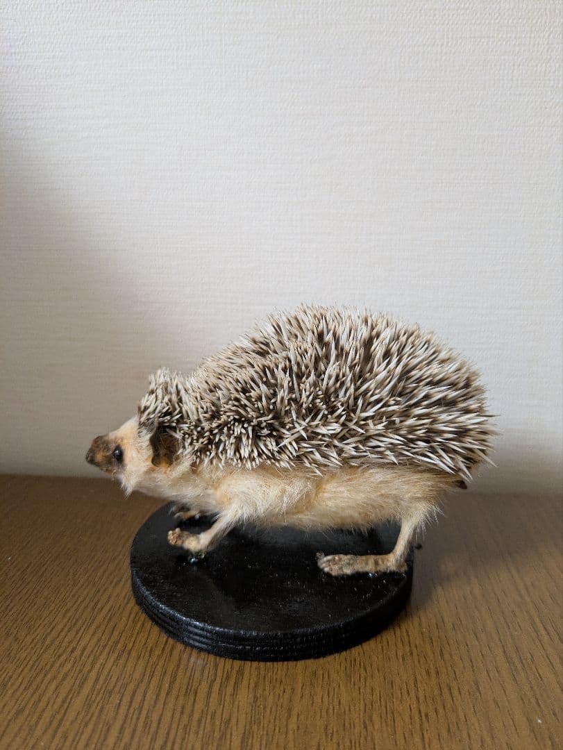 ハリネズミ 剥製 骨格標本 頭骨