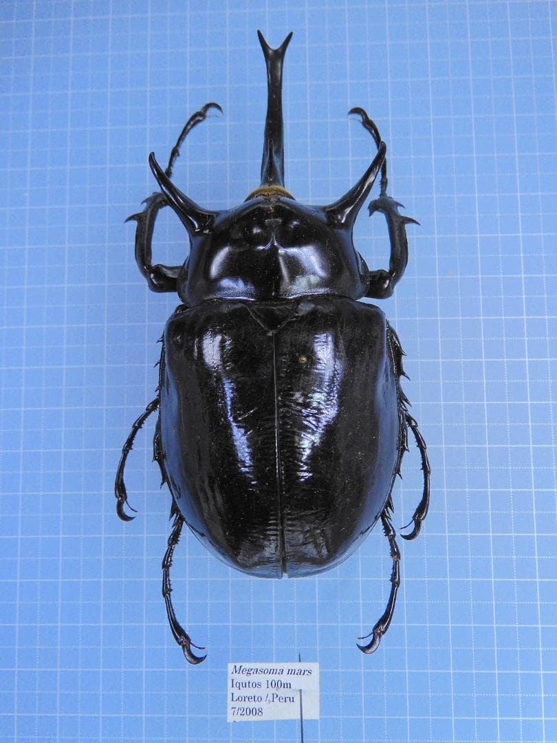 ペルー産　マルスゾウカブト　113mm