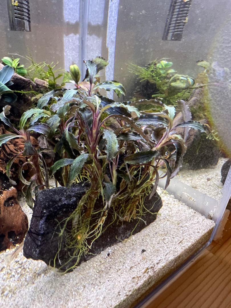 ブセファランドラspクダガン特大群生