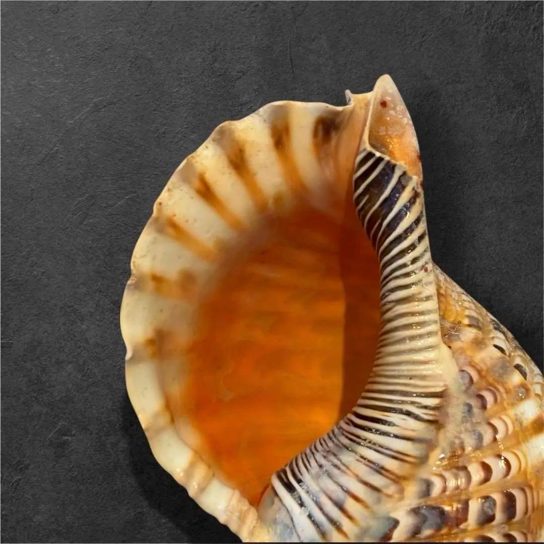 【特大35cm】天然 法螺貝 美品 希少サイズ / 魔除け　縁起物　インテリア