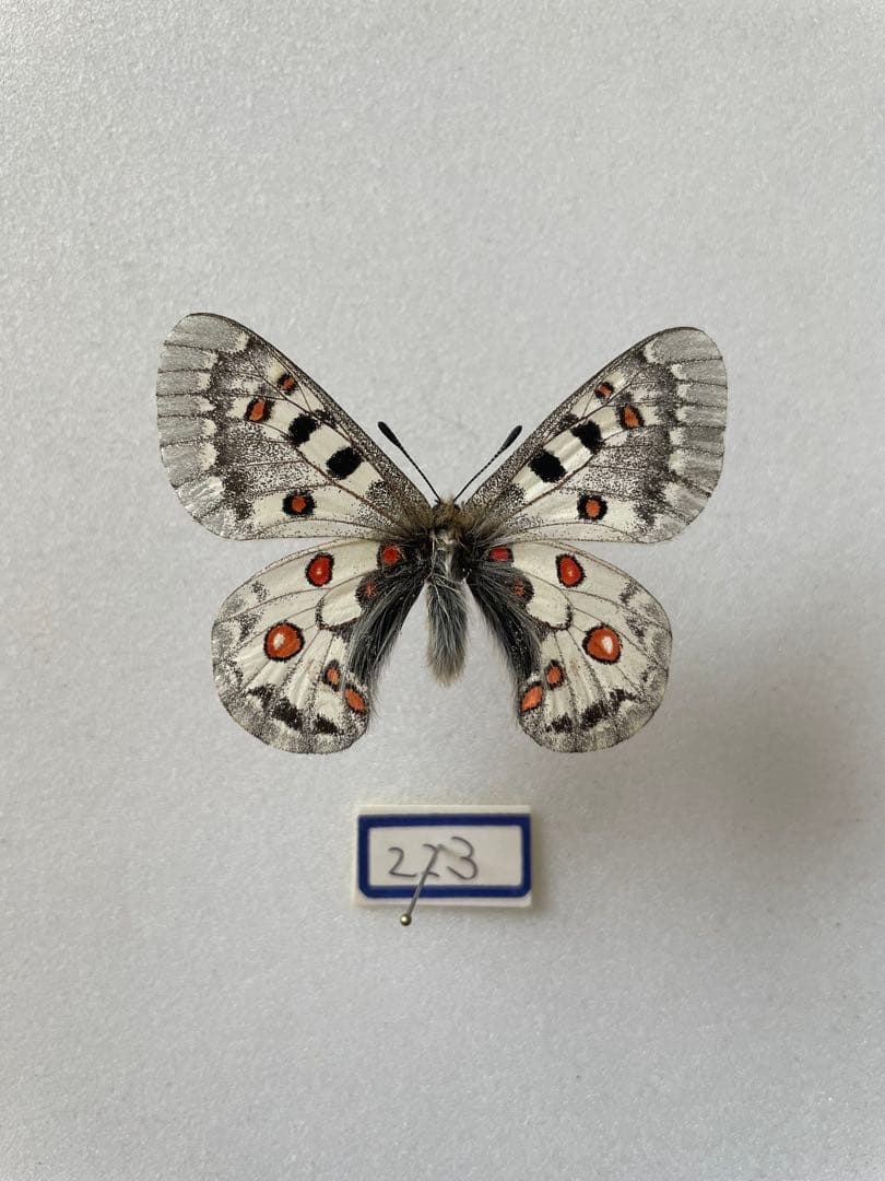 パルナシウス・ジャックエモンティー（オス、インド産）