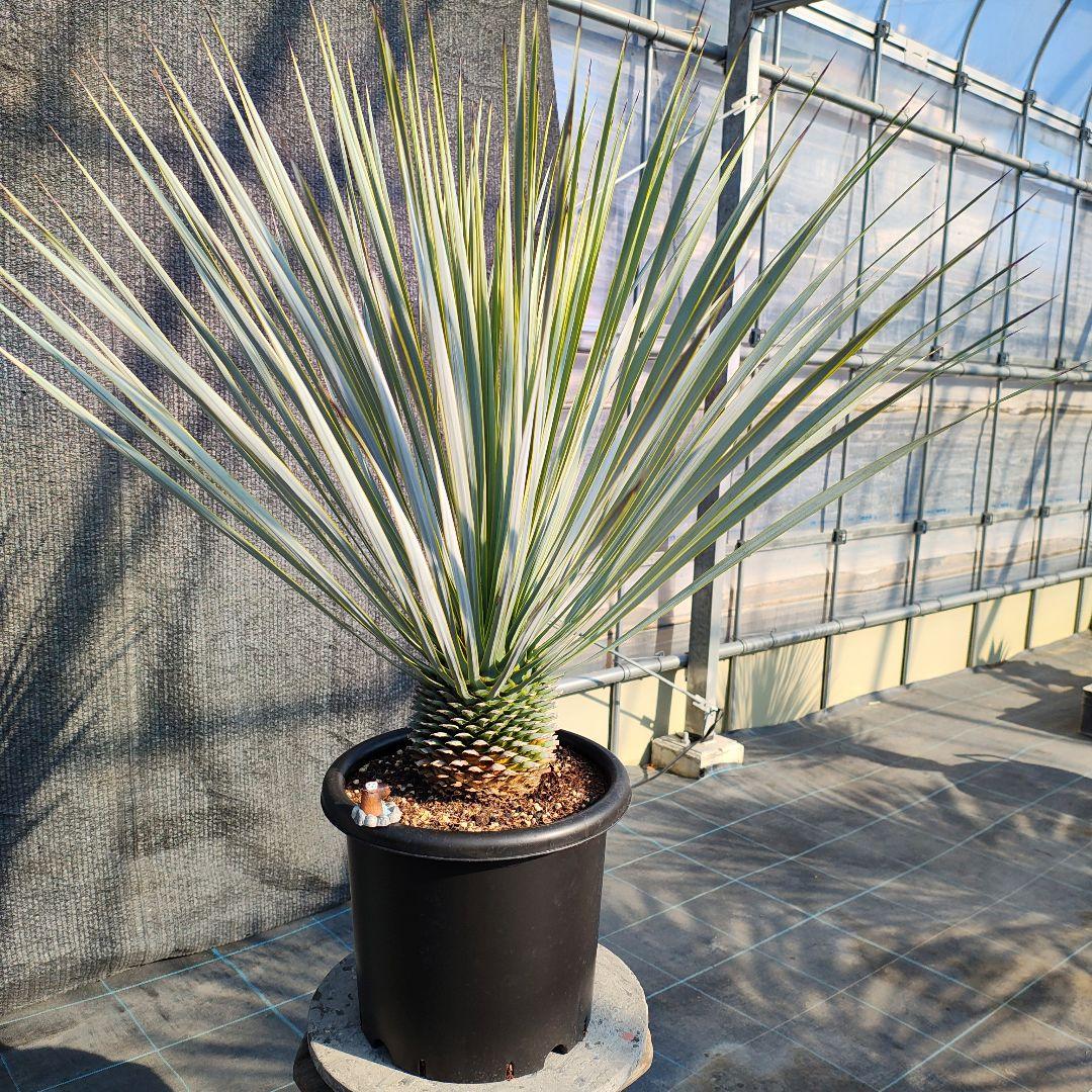 ハ*ン様 ユッカ 　ロストラータ Hybrid【E】