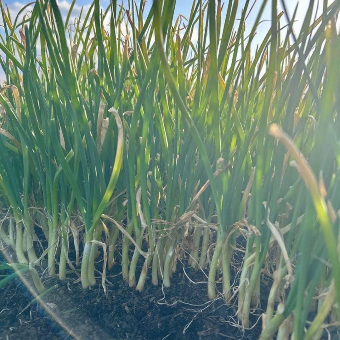 （終売間近）タマネギ苗 3000本　ターザン