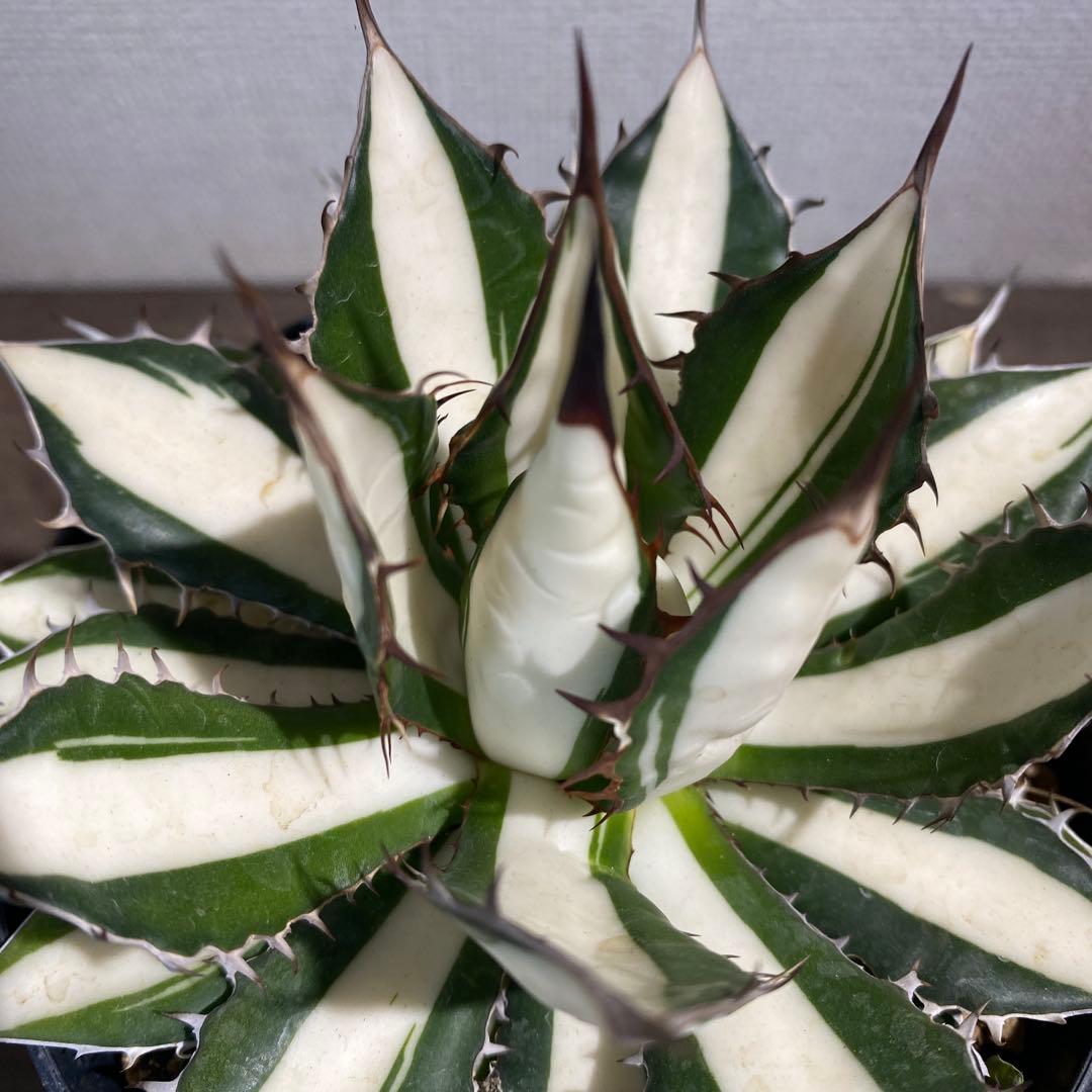 アガベ　ホリダ白中斑入　極上　初売2