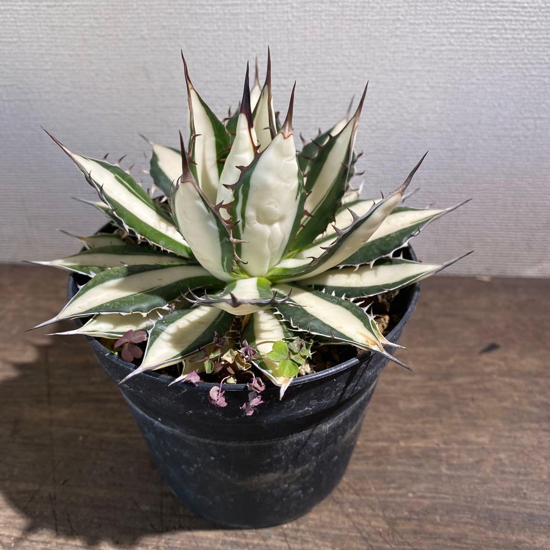 アガベ　ホリダ白中斑入　極上　初売2