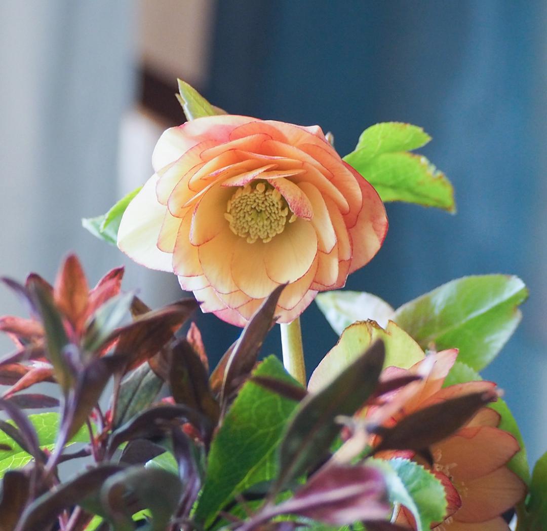 【お値引品】ウィンターシンフォニー寄せ植え