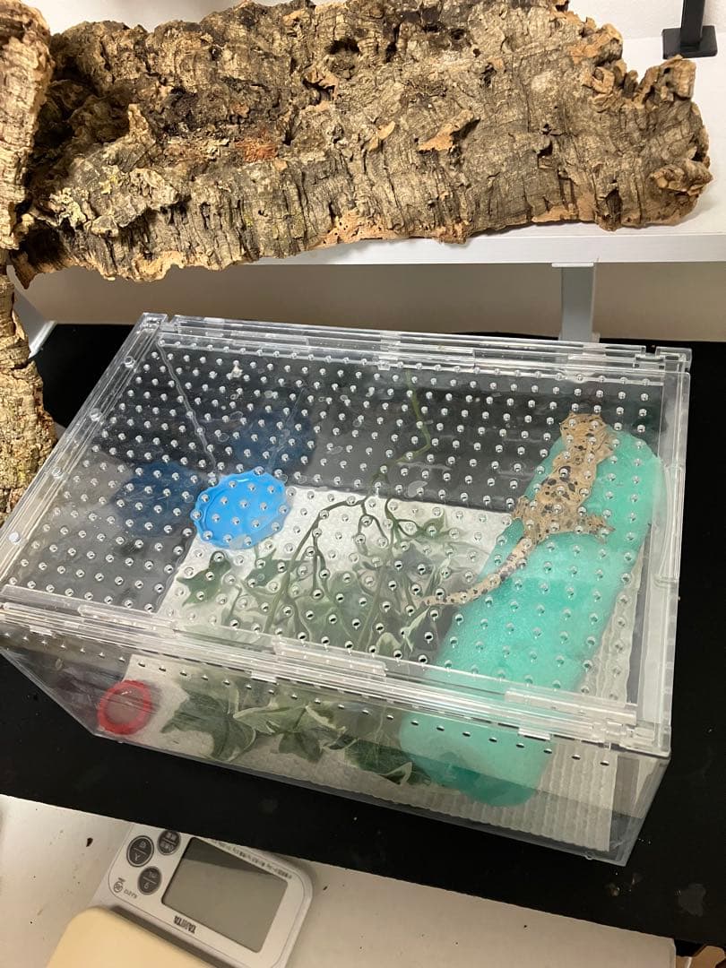 【ヘルズ】爬虫類ケージ　ゲージ　特別ヘルズ様限定リピート割