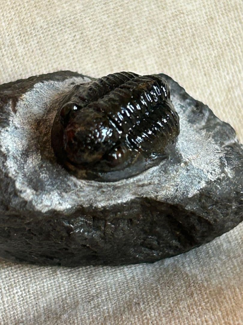 三葉虫モロッコ産⑦ゲラストスGerastos？化石デボン紀