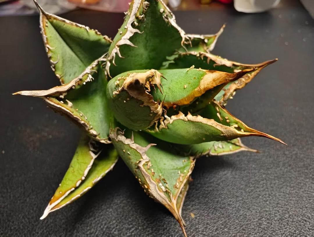 は*る様 アガベ チタノタ 麻花龍 極上強棘 特選美株 ブツブツ コレクシ Li