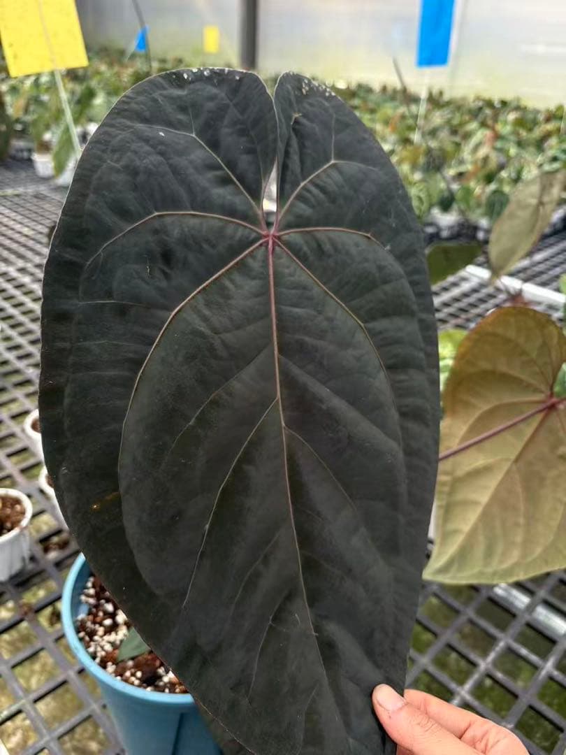 Anthurium Ace of Spades脇芽