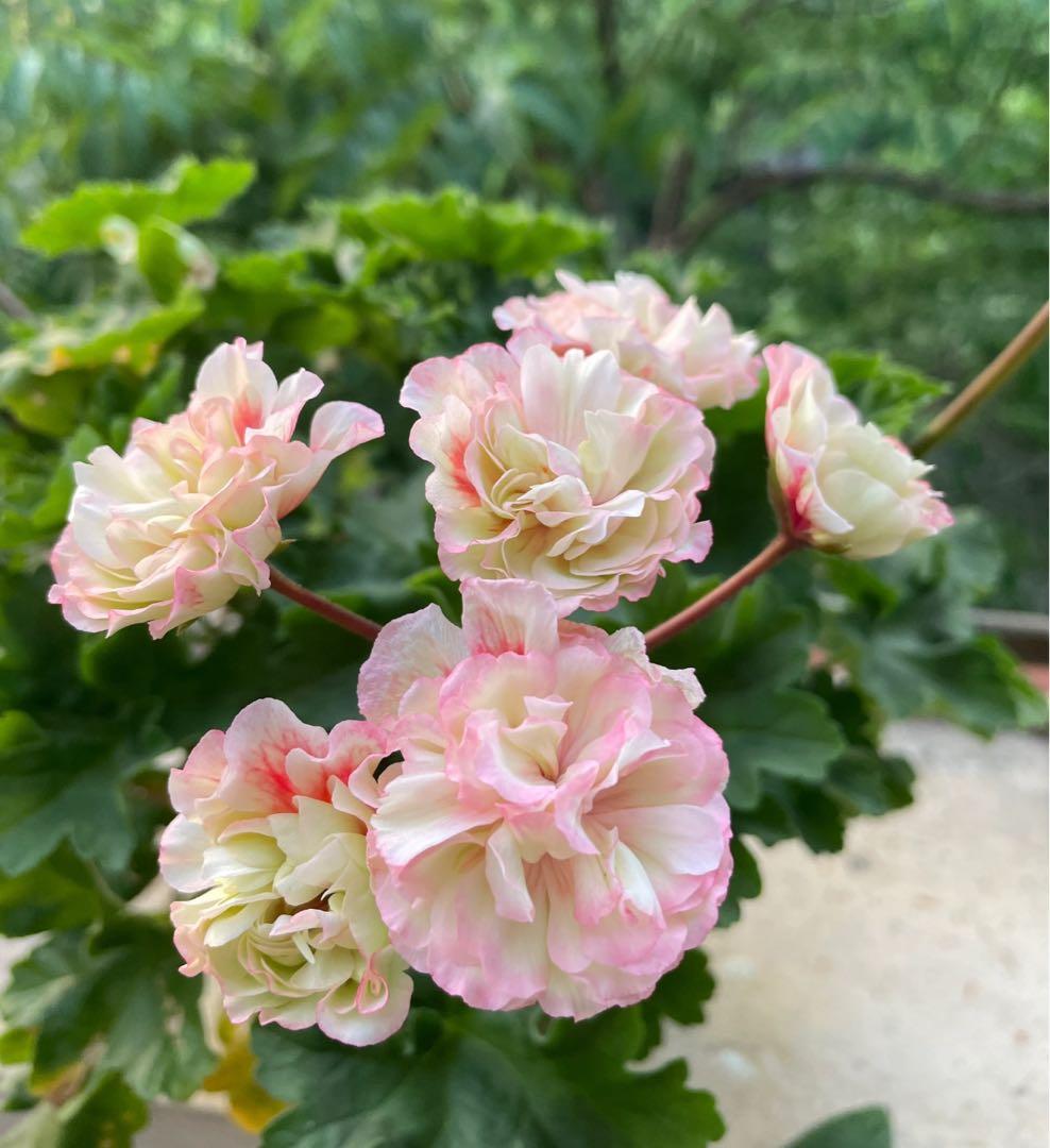 新品珍しいゼラニウム大苗