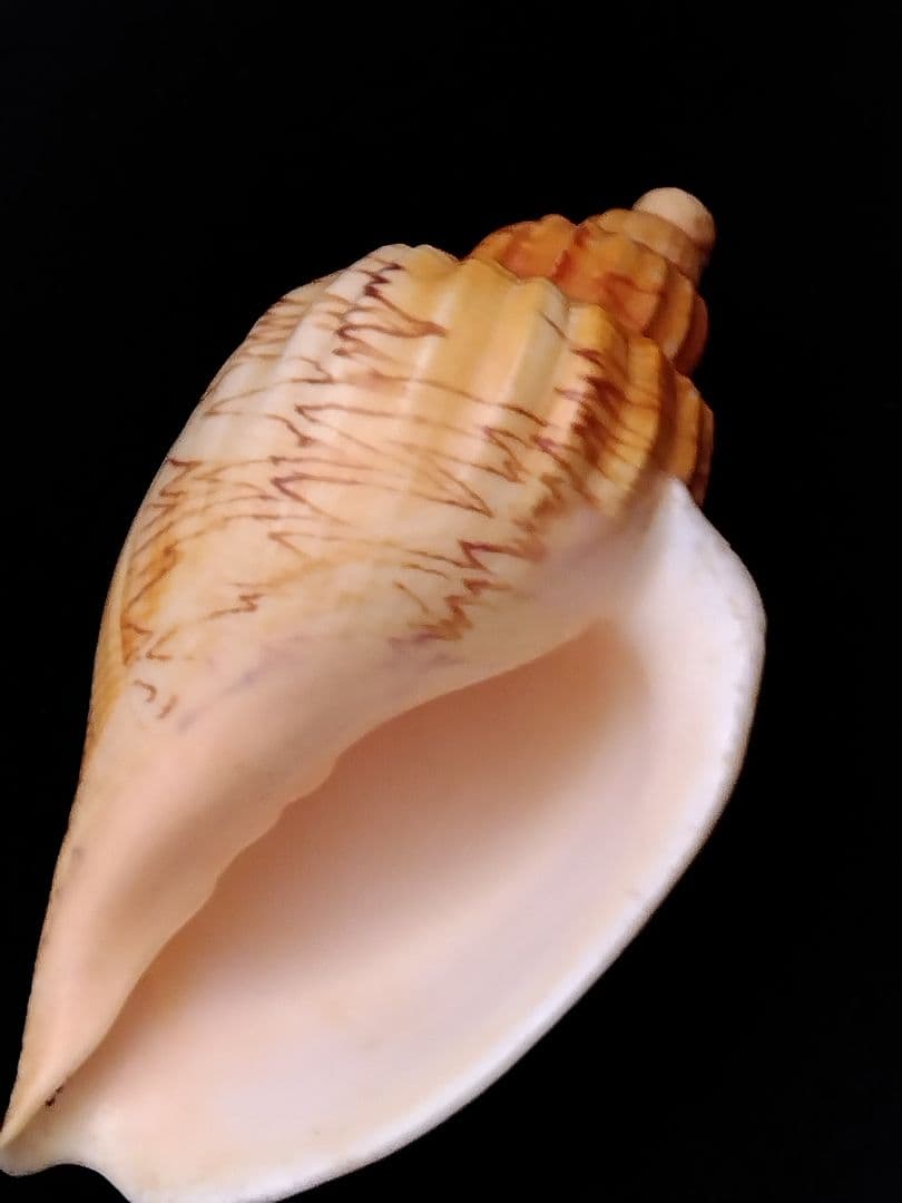 貝殻の標本　スウェインソンモオリガイほか５点（ガクフボラ科）