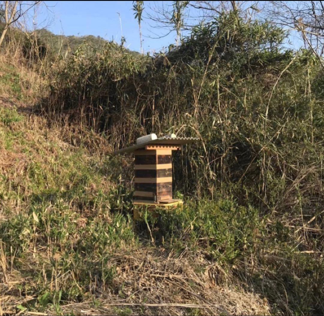 ドルガ 日本ミツバチ 非加熱 生はちみつ ジェラート風2瓶 とろとろ1瓶