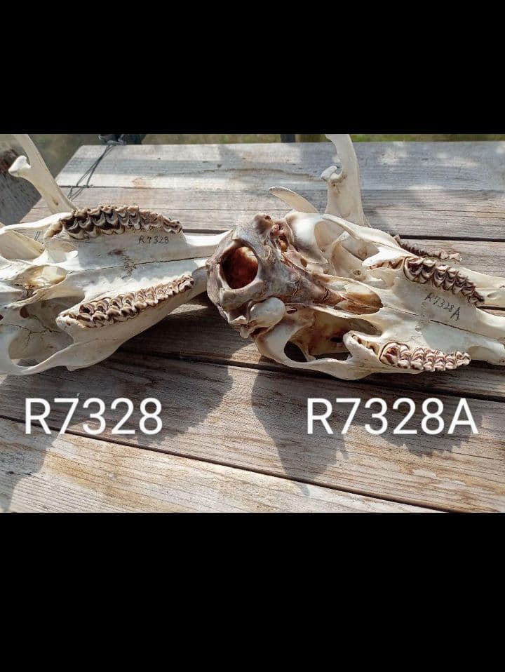 天然　日本鹿　スカルヘッド　お得な2個セット×2