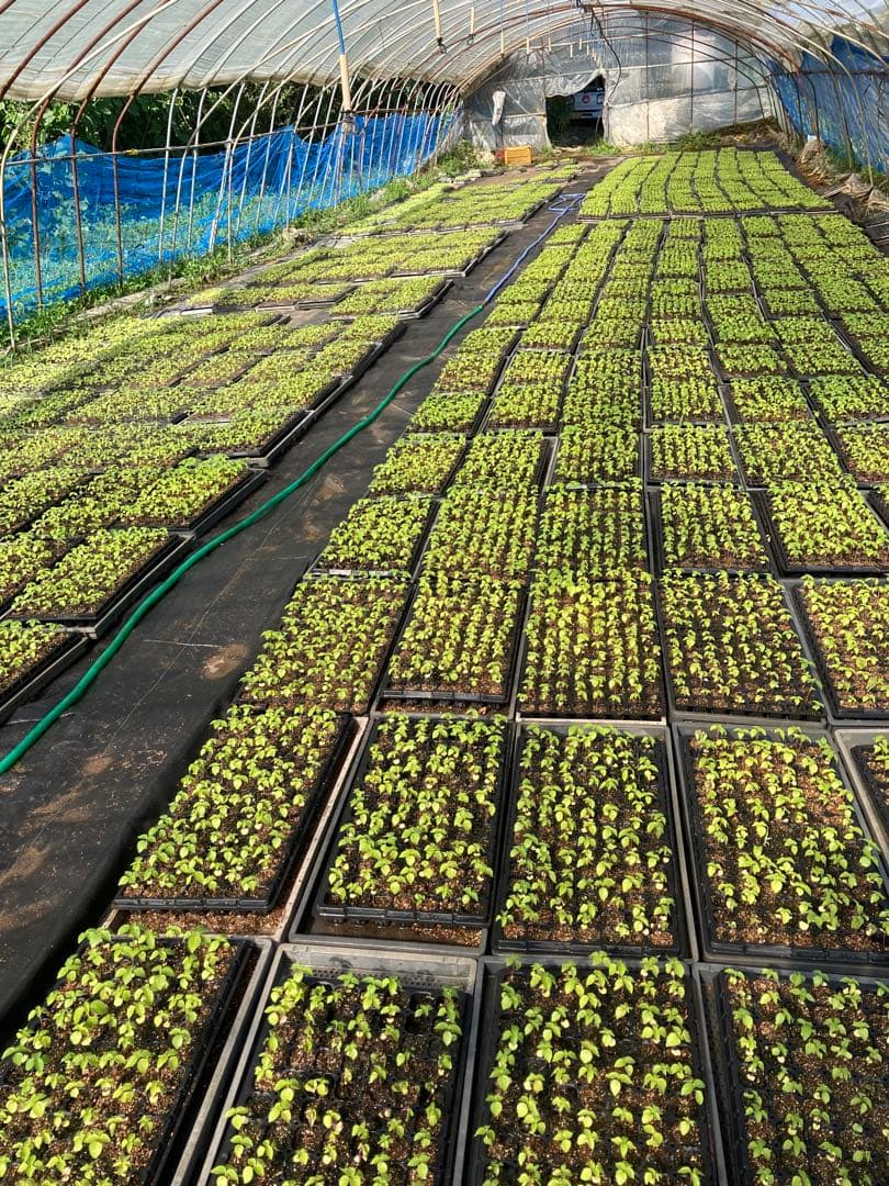 菊池のえごま油