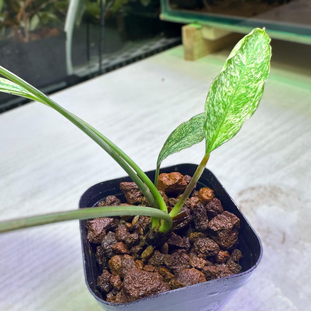 観*目様 ブセファランドラ（斑入り株）Bucephalandra Pipto と