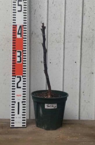 【ブラキリア】イチジク苗4本セット